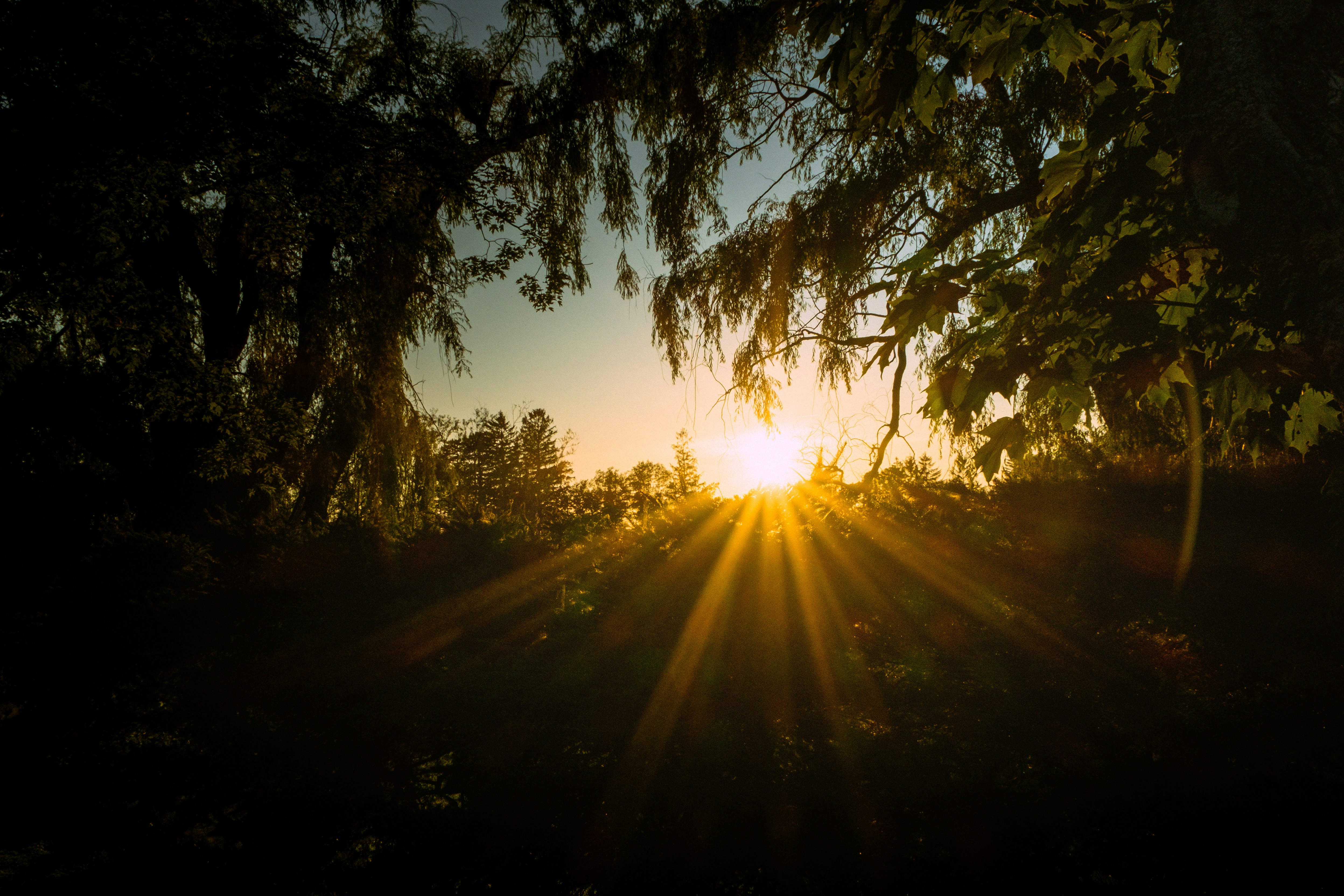 sun rays coming through trees